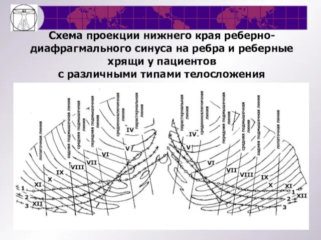 Схема проекции нижнего края реберно-диафрагмального синуса на ребра и реберные хрящи