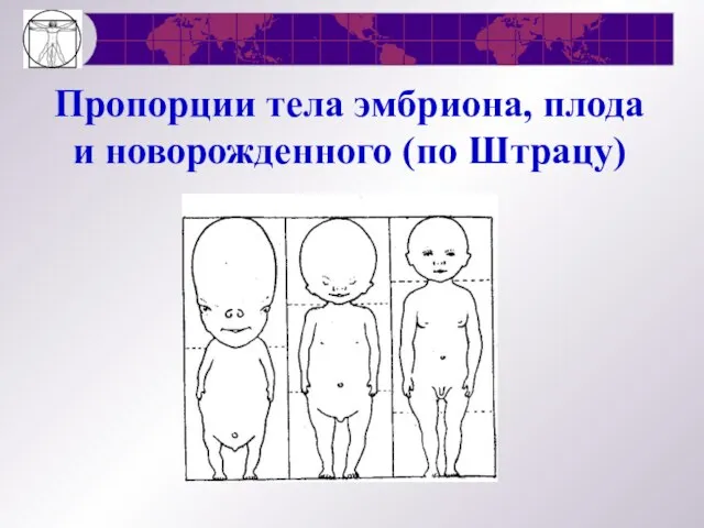 Пропорции тела эмбриона, плода и новорожденного (по Штрацу)