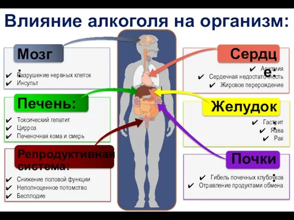 Влияние алкоголя на организм: Мозг: Разрушение нервных клеток Инсульт Печень: Токсический