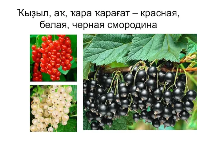 Ҡыҙыл, аҡ, ҡара ҡарағат – красная, белая, черная смородина