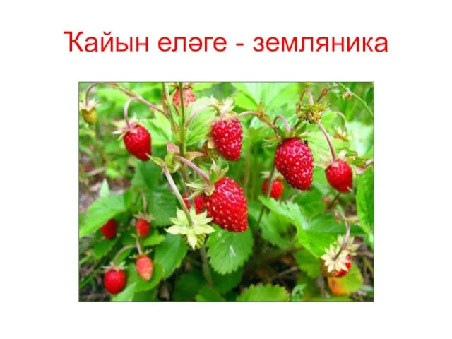 Ҡайын еләге - земляника