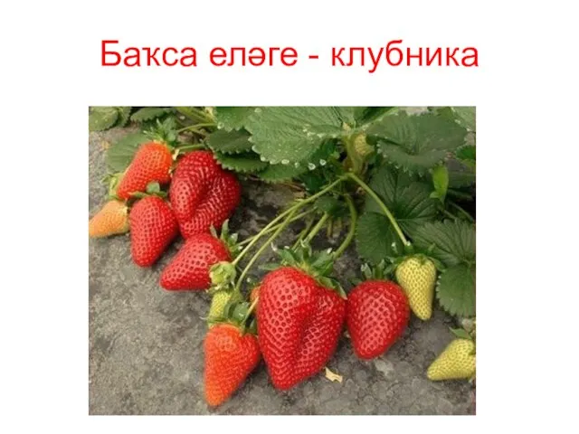 Баҡса еләге - клубника