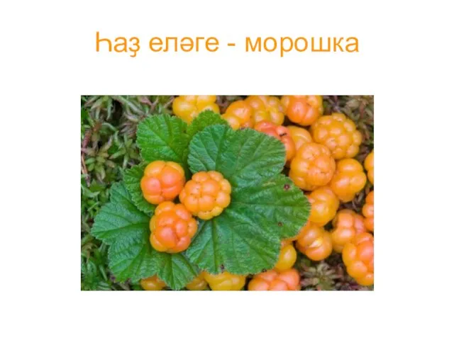 Һаҙ еләге - морошка