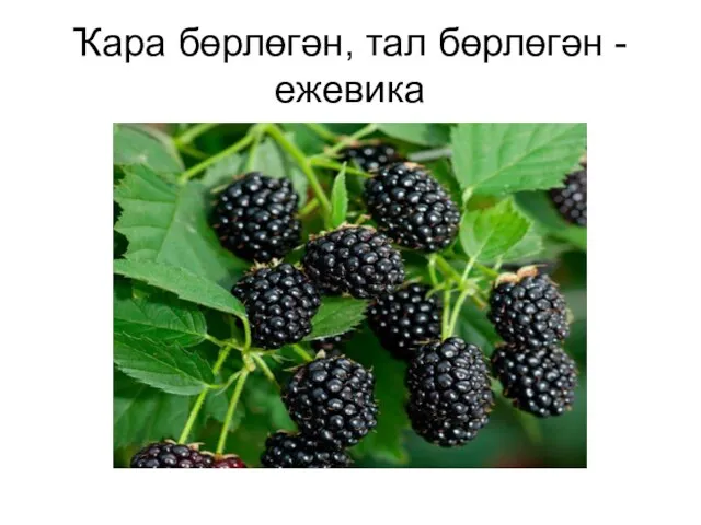 Ҡара бөрлөгән, тал бөрлөгән - ежевика