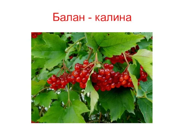 Балан - калина