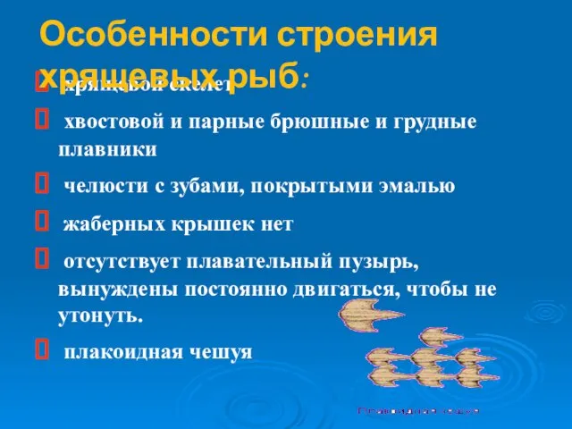 хрящевой скелет хвостовой и парные брюшные и грудные плавники челюсти с