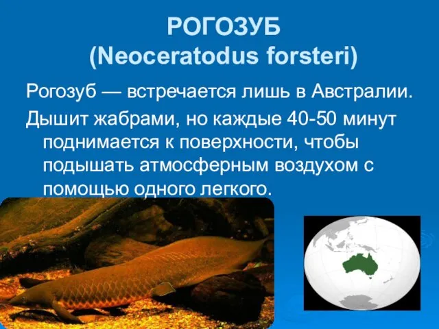 РОГОЗУБ (Neoceratodus forsteri) Рогозуб — встречается лишь в Австралии. Дышит жабрами,