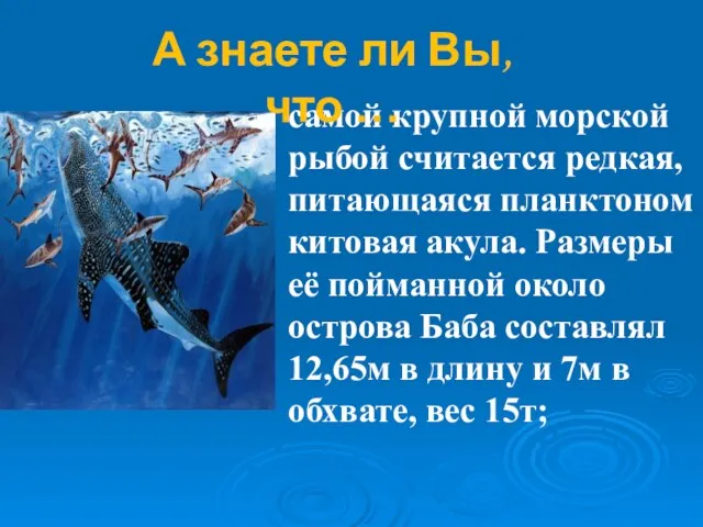 самой крупной морской рыбой считается редкая, питающаяся планктоном китовая акула. Размеры