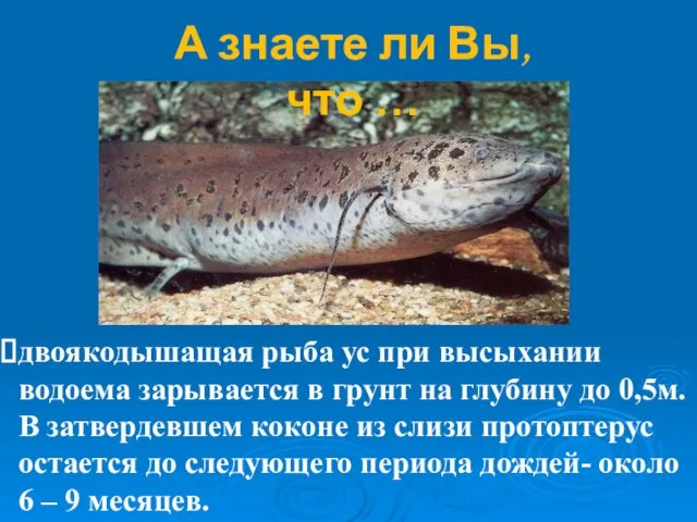 двоякодышащая рыба ус при высыхании водоема зарывается в грунт на глубину