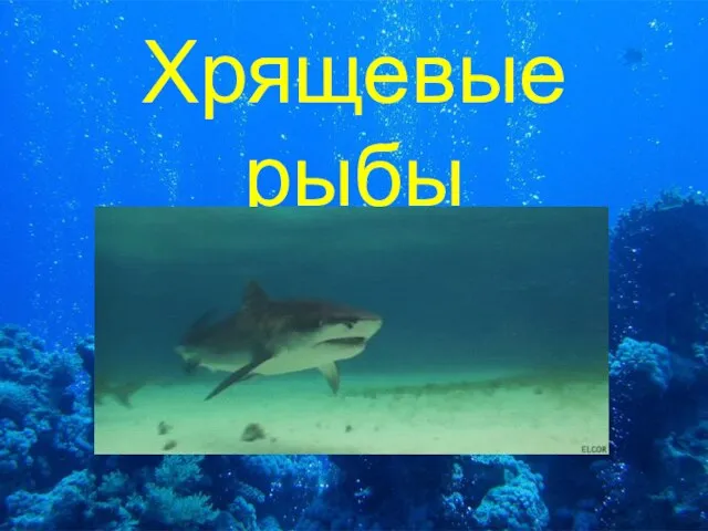 Хрящевые рыбы