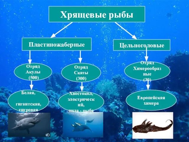 Хрящевые рыбы Пластиножаберные Цельноголовые Отряд Акулы (500) Отряд Химерообразные (30) Отряд