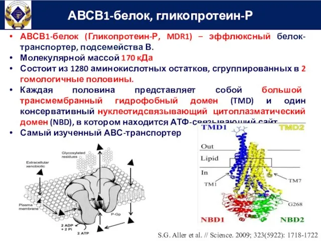 АВСВ1-белок (Гликопротеин-Р, MDR1) – эффлюксный белок-транспортер, подсемейства В. Молекулярной массой 170