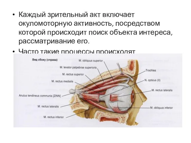 Каждый зрительный акт включает окуломоторную активность, посредством которой происходит поиск объекта