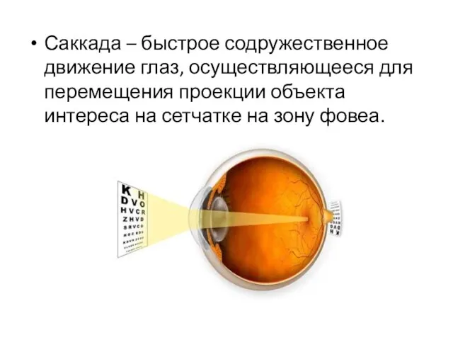 Саккада – быстрое содружественное движение глаз, осуществляющееся для перемещения проекции объекта