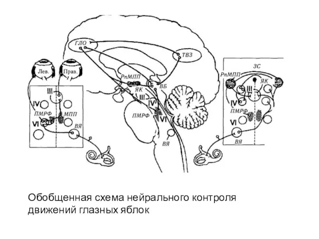 Обобщенная схема нейрального контроля движений глазных яблок