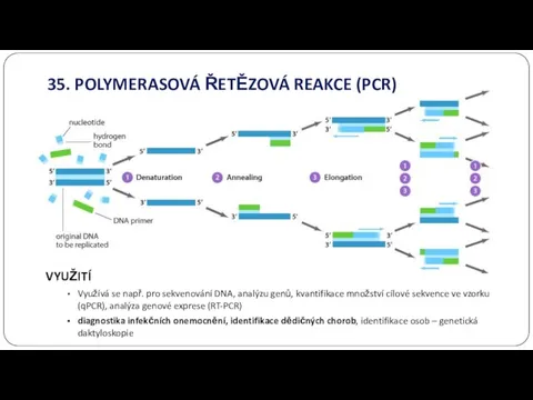 35. POLYMERASOVÁ ŘETĚZOVÁ REAKCE (PCR) VYUŽITÍ Využívá se např. pro sekvenování