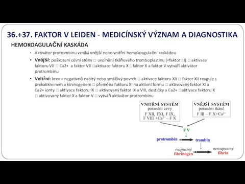 36.+37. FAKTOR V LEIDEN - MEDICÍNSKÝ VÝZNAM A DIAGNOSTIKA HEMOKOAGULAČNÍ KASKÁDA