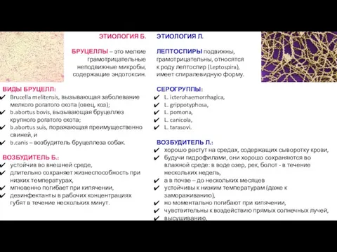 ЭТИОЛОГИЯ Л. ЛЕПТОСПИРЫ подвижны, грамотрицательны, относятся к роду лептоспир (Leptospira), имеет