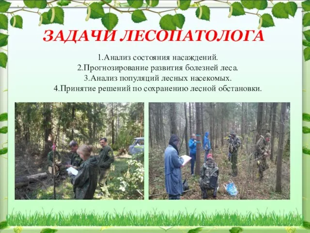 ЗАДАЧИ ЛЕСОПАТОЛОГА 1.Анализ состояния насаждений. 2.Прогнозирование развития болезней леса. 3.Анализ популяций