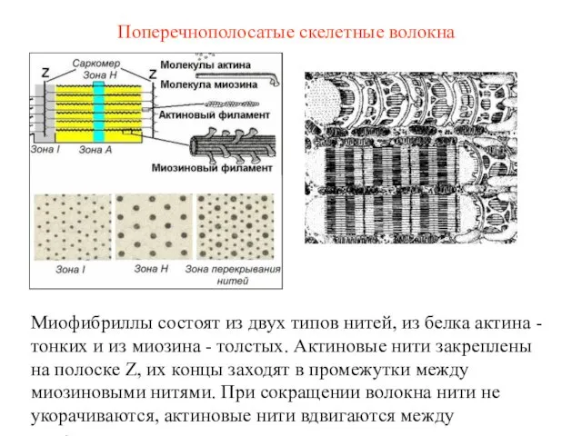 Поперечнополосатые скелетные волокна Миофибриллы состоят из двух типов нитей, из белка