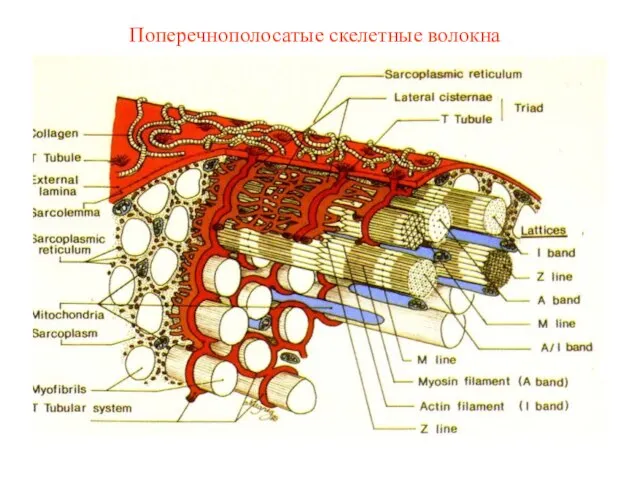 Поперечнополосатые скелетные волокна