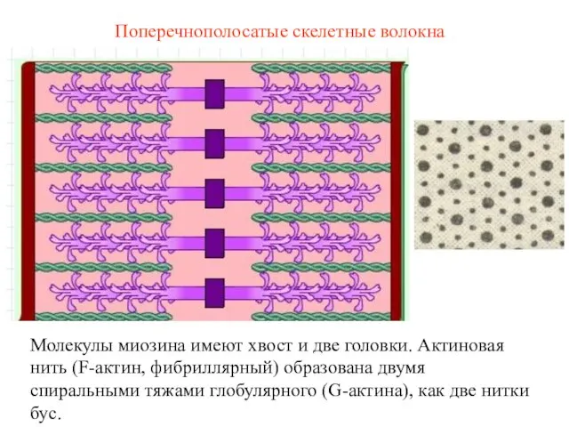 Поперечнополосатые скелетные волокна Молекулы миозина имеют хвост и две головки. Актиновая