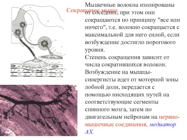 Сокращение мышц Мышечные волокна изолированы от соседних, при этом они сокращаются