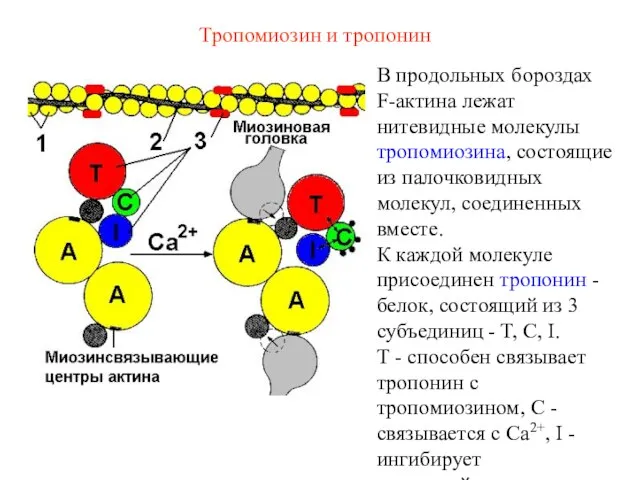 Тропомиозин и тропонин В продольных бороздах F-актина лежат нитевидные молекулы тропомиозина,