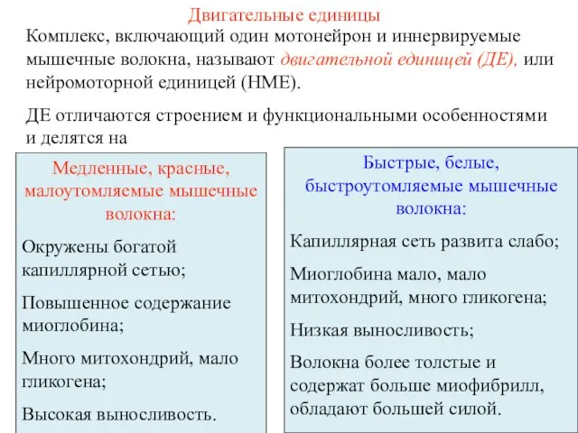 Двигательные единицы Комплекс, включающий один мотонейрон и иннервируемые мышечные волокна, называют