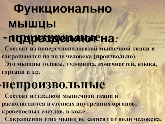 Функционально мышцы подразделяют на: - произвольные Состоят из поперечнополосатой мышечной ткани