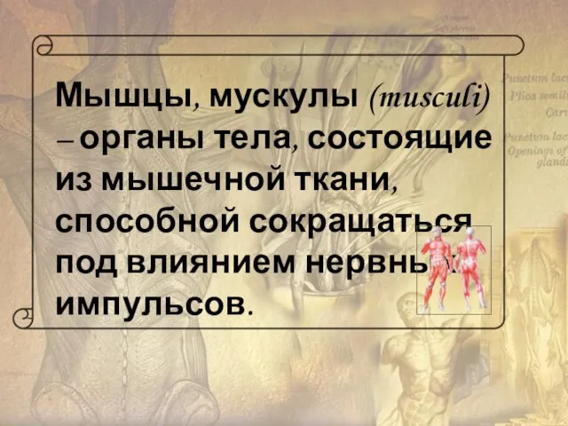 Мышцы, мускулы (musculi) – органы тела, состоящие из мышечной ткани, способной сокращаться под влиянием нервных импульсов.