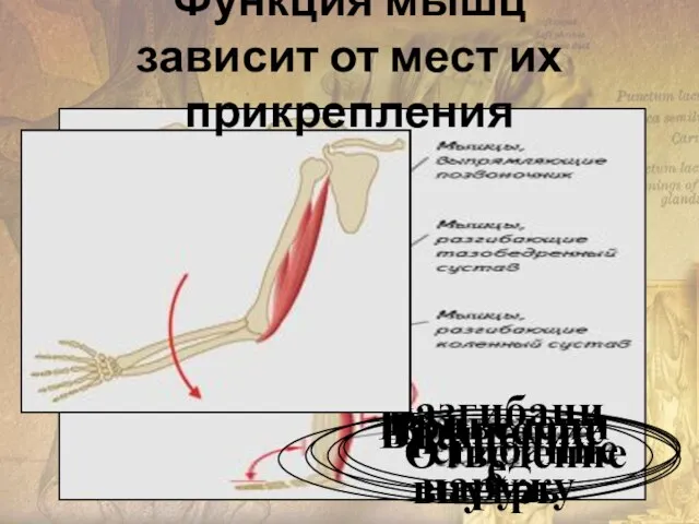 Приведение Вращение наружу Отведение Вращение внутрь сгибание разгибание Функция мышц зависит от мест их прикрепления