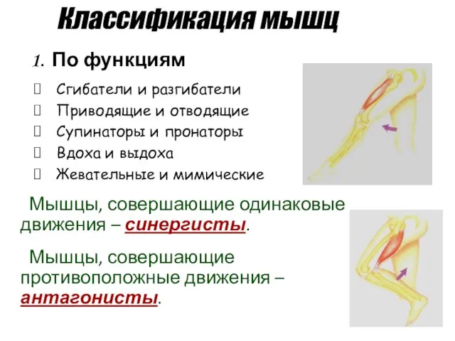 Классификация мышц По функциям Сгибатели и разгибатели Приводящие и отводящие Супинаторы