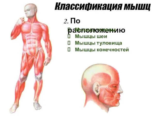 Классификация мышц 2. По расположению Мышцы головы Мышцы шеи Мышцы туловища Мышцы конечностей