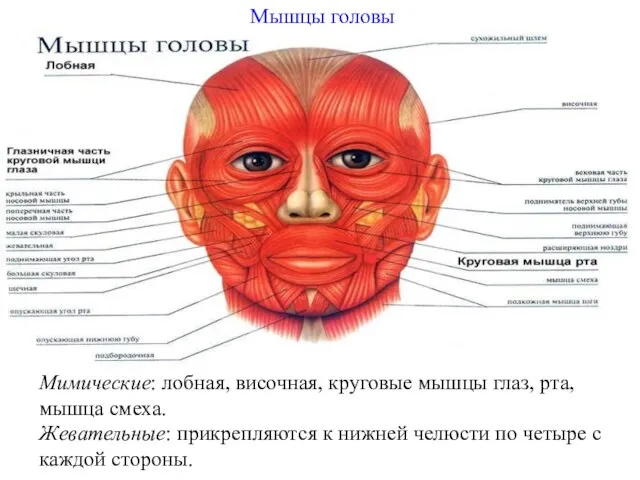 Мимические: лобная, височная, круговые мышцы глаз, рта, мышца смеха. Жевательные: прикрепляются