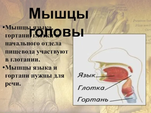 Мышцы языка, гортани, глотки и начального отдела пищевода участвуют в глотании.