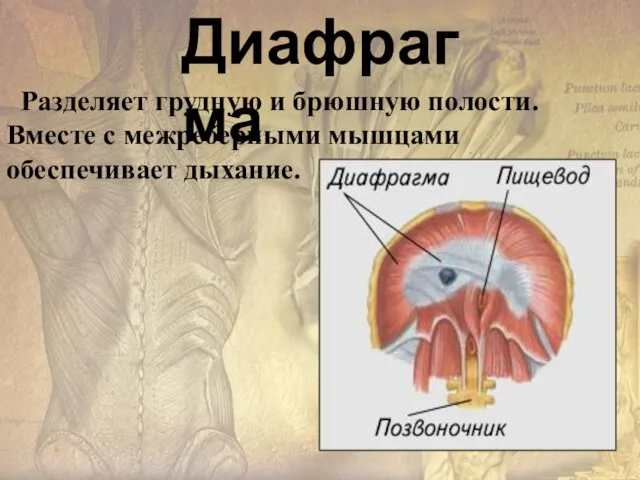 Разделяет грудную и брюшную полости. Вместе с межреберными мышцами обеспечивает дыхание. Диафрагма