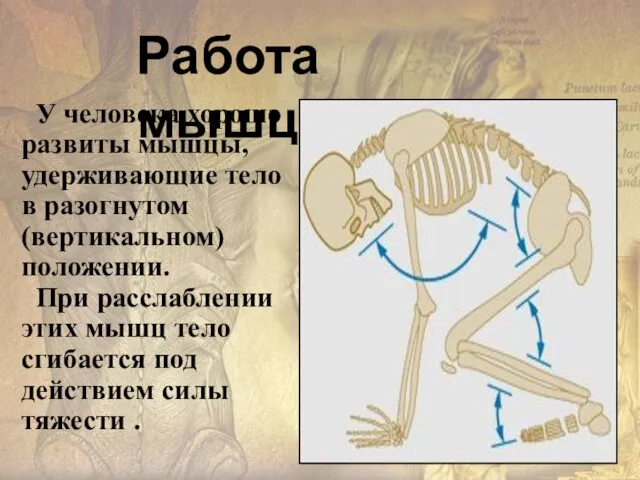 У человека хорошо развиты мышцы, удерживающие тело в разогнутом (вертикальном) положении.