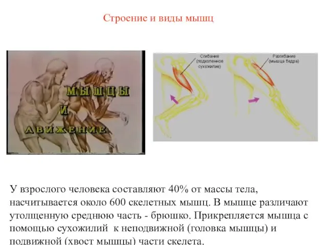 Строение и виды мышц У взрослого человека составляют 40% от массы