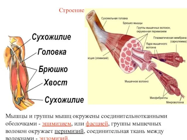 Строение и виды мышц Мышцы и группы мышц окружены соединительнотканными оболочками
