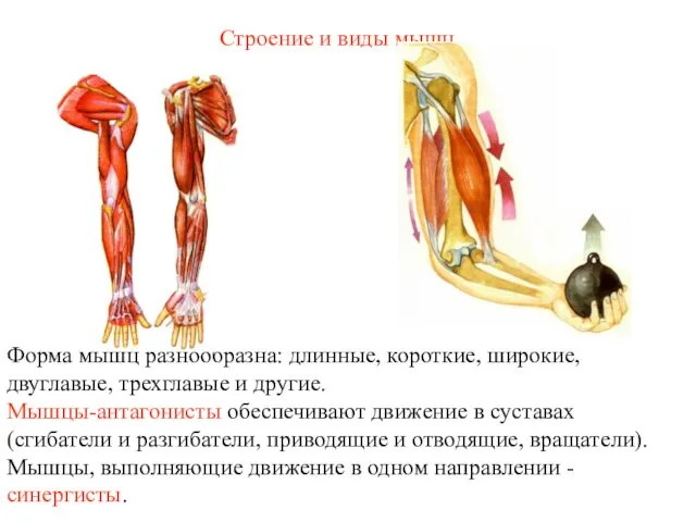 Строение и виды мышц Форма мышц разнообразна: длинные, короткие, широкие, двуглавые,