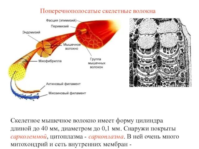 Поперечнополосатые скелетные волокна Скелетное мышечное волокно имеет форму цилиндра длиной до