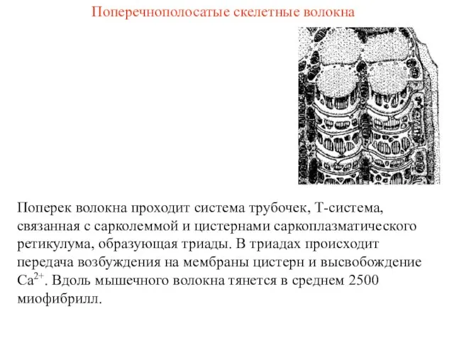 Поперечнополосатые скелетные волокна Поперек волокна проходит система трубочек, Т-система, связанная с