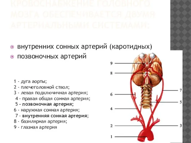 КРОВОСНАБЖЕНИЕ ГОЛОВНОГО МОЗГА ОБЕСПЕЧИВАЕТСЯ ДВУМЯ АРТЕРИАЛЬНЫМИ СИСТЕМАМИ: внутренних сонных артерий (каротидных)