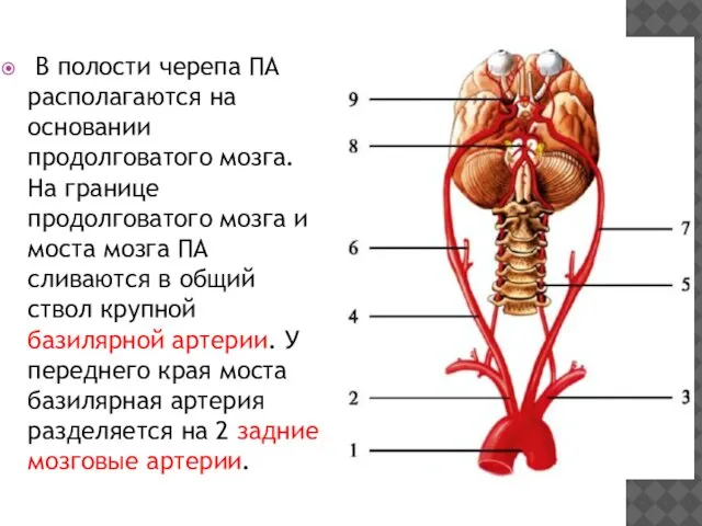 В полости черепа ПА располагаются на основании продолговатого мозга. На границе