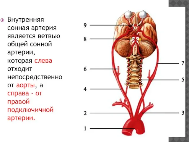 Внутренняя сонная артерия является ветвью общей сонной артерии, которая слева отходит