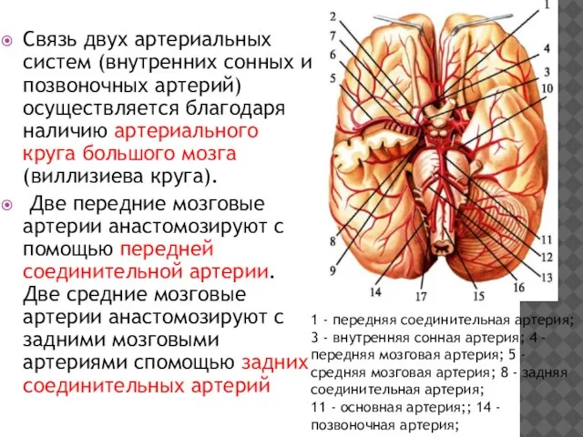 Связь двух артериальных систем (внутренних сонных и позвоночных артерий) осуществляется благодаря