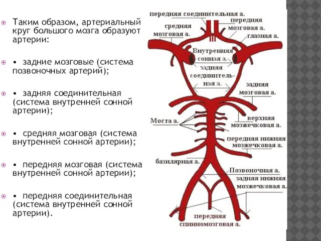 Таким образом, артериальный круг большого мозга образуют артерии: • задние мозговые