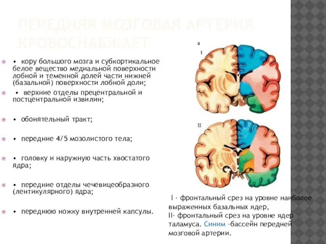 ПЕРЕДНЯЯ МОЗГОВАЯ АРТЕРИЯ КРОВОСНАБЖАЕТ • кору большого мозга и субкортикальное белое