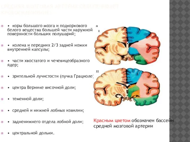 СРЕДНЯЯ МОЗГОВАЯ АРТЕРИЯ ОБЕСПЕЧИВАЕТ КРОВОСНАБЖЕНИЕ: • коры большого мозга и подкоркового